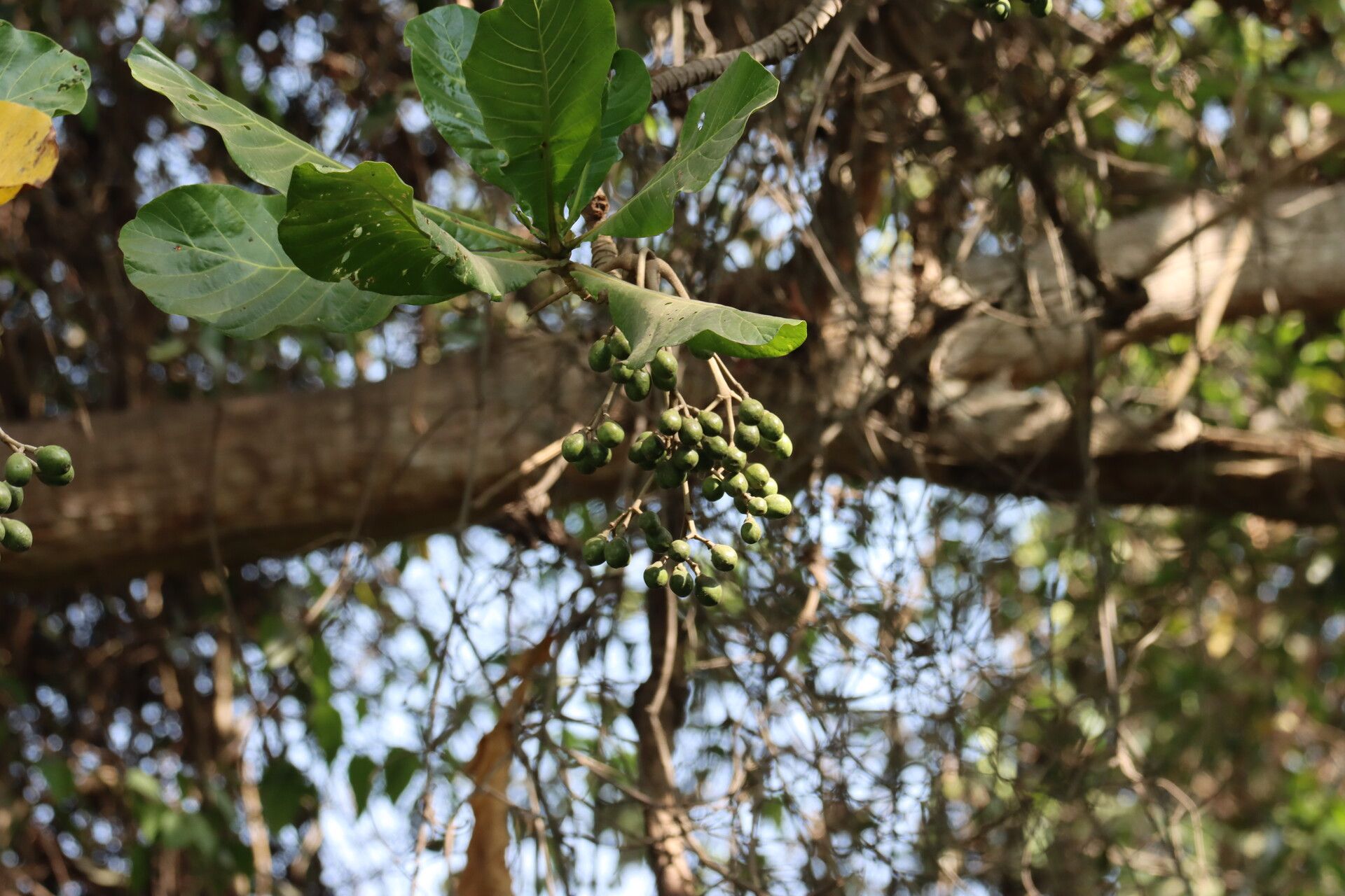Anthocleista procera fruit
