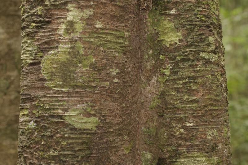 Brosimum guianense bark