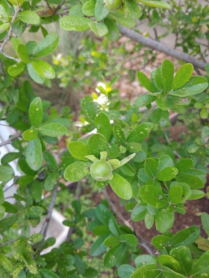 Diospyros texana fruit