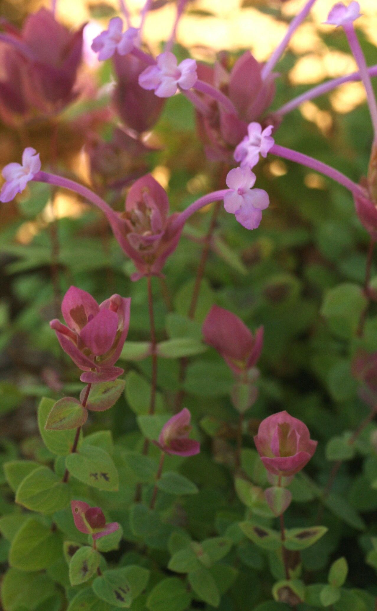 Origanum amanum flower