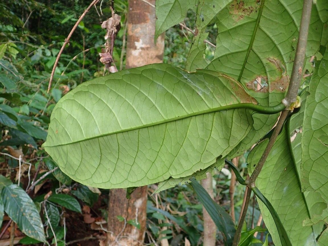 Heinsia myrmoecia — related species from the same genus