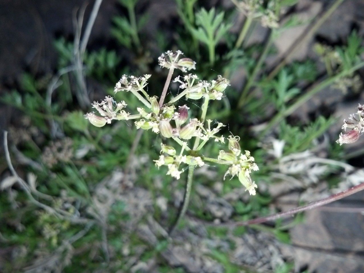 Cymopterus hallii flower