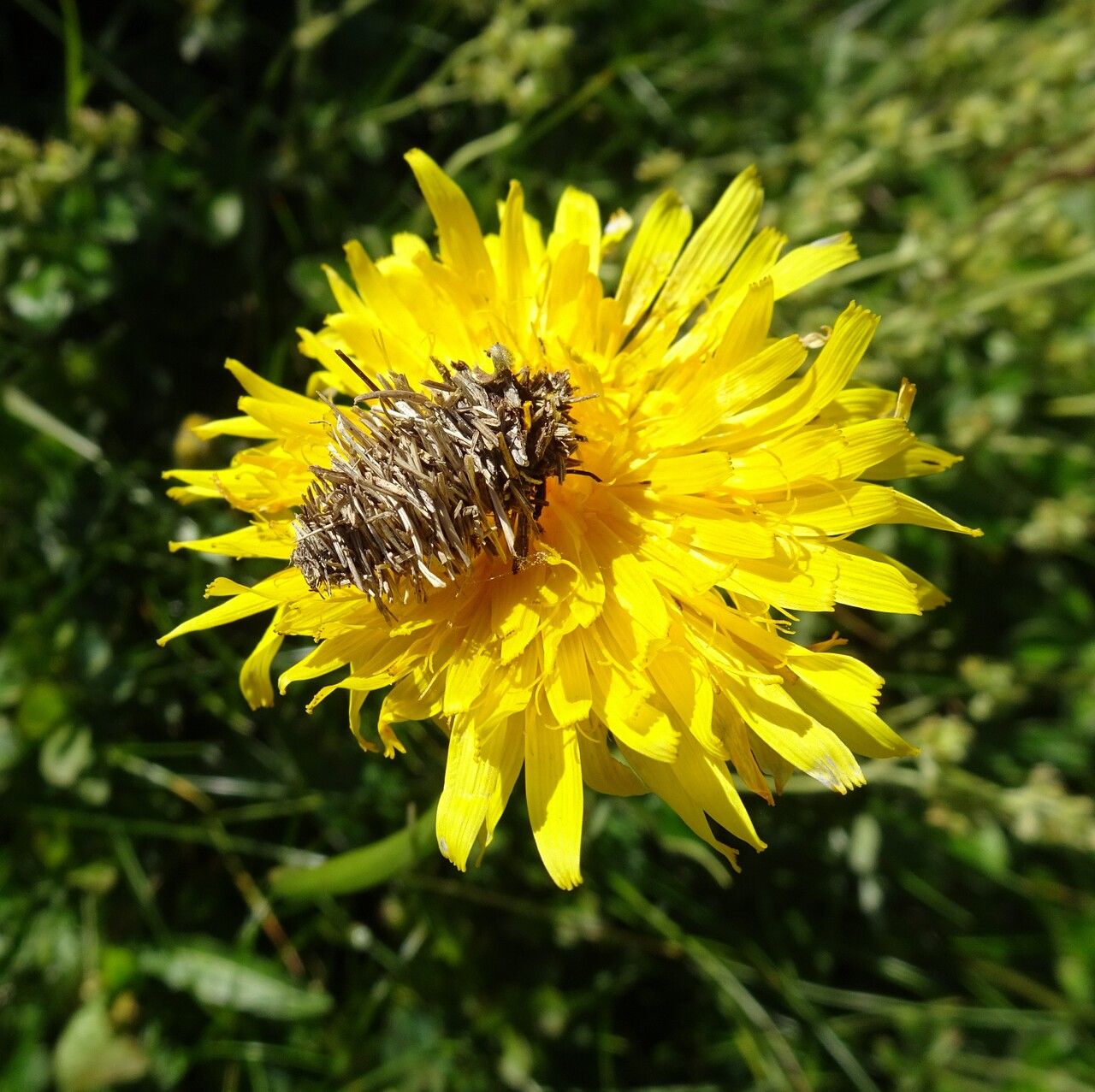 Crepis conyzifolia flower