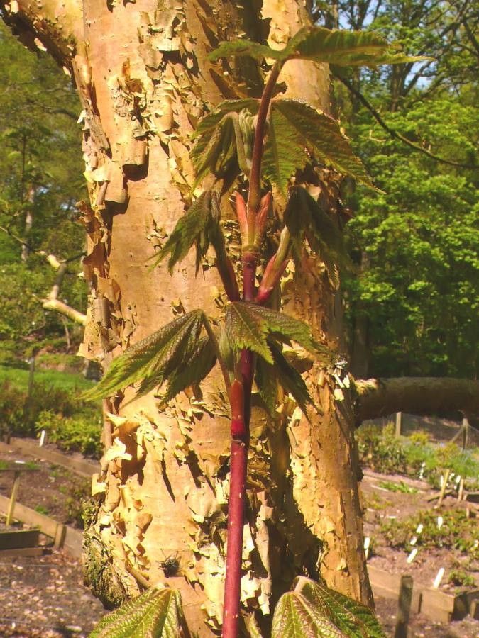 Acer caudatum bark