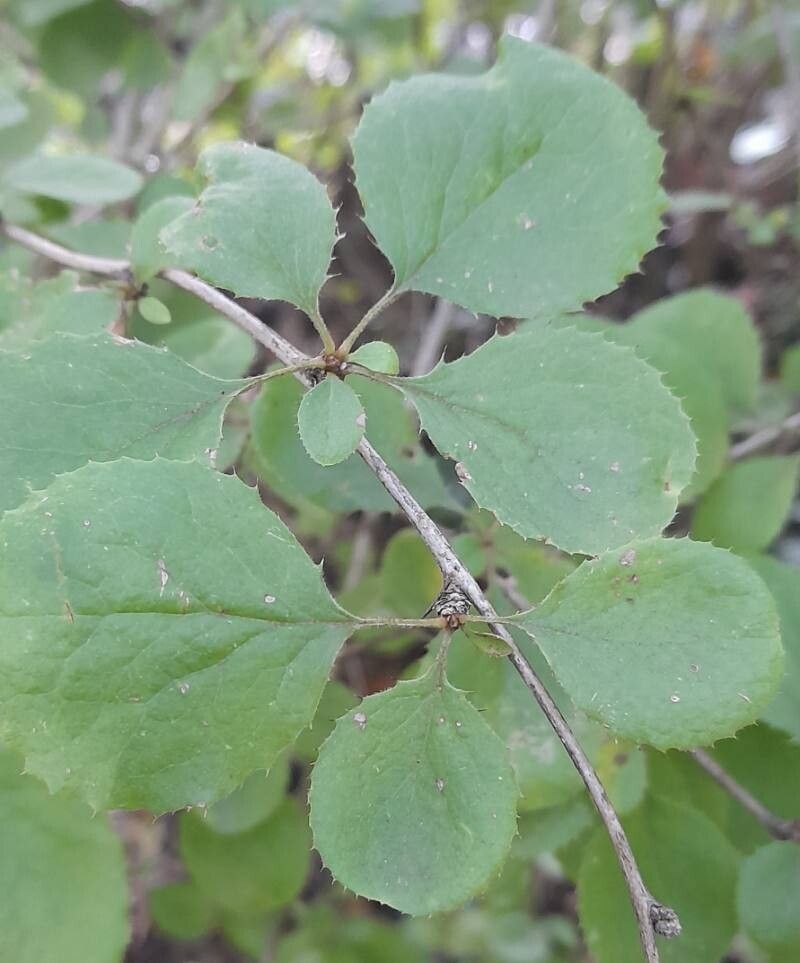Berberis henryana leaf