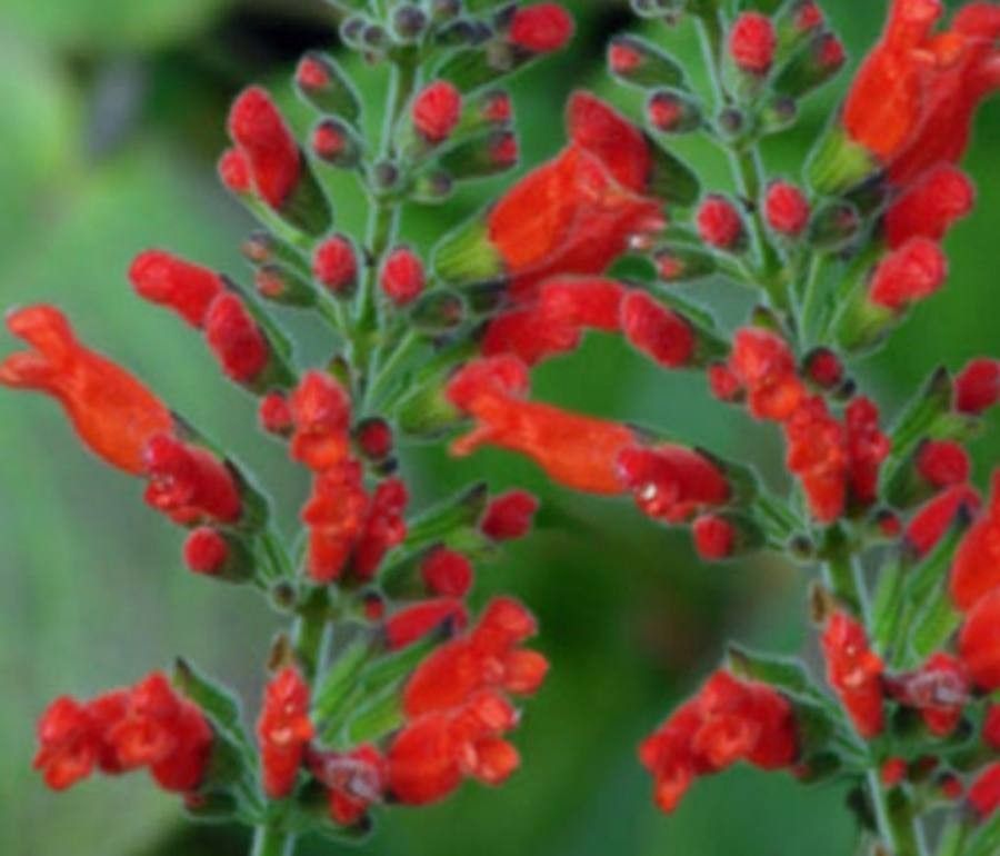 Salvia adenophora — houseplant care guide