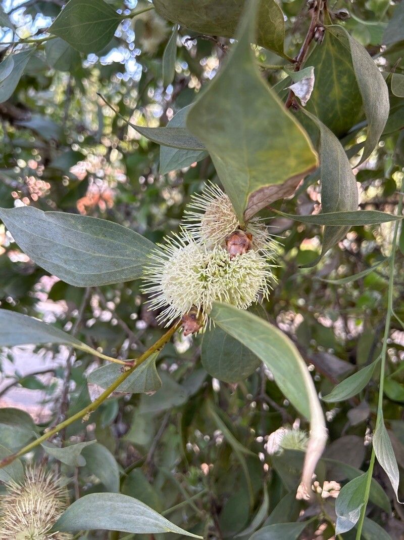 Hakea petiolaris flower