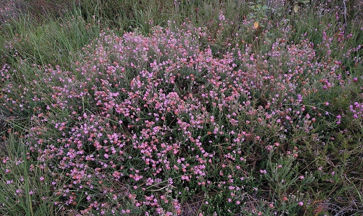 Erica × watsonii habit