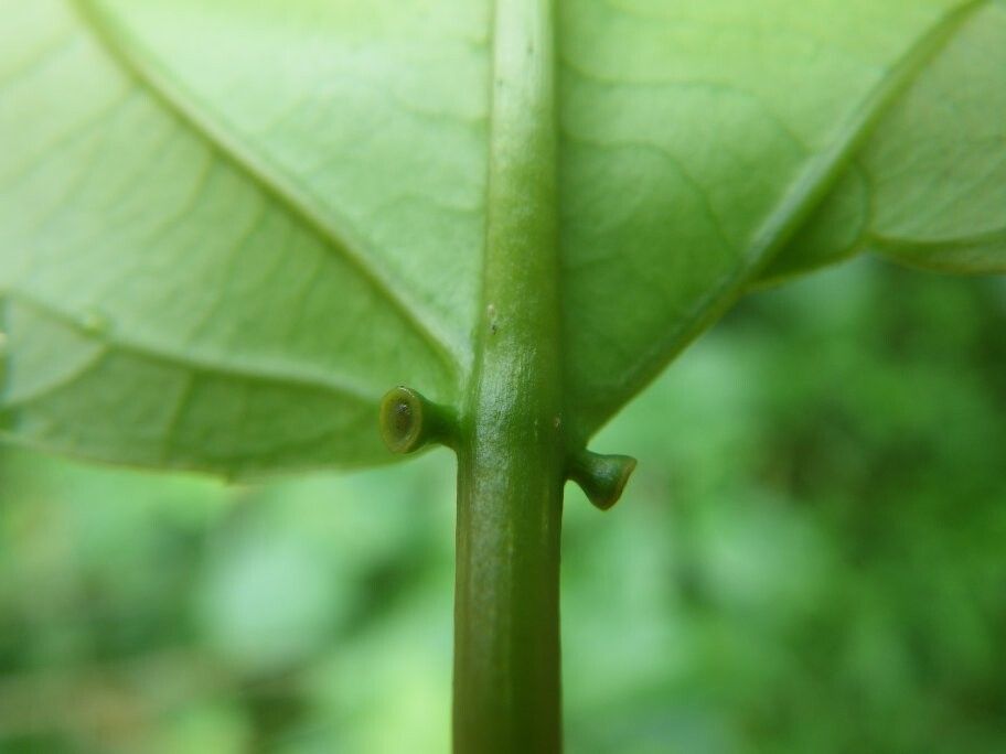 Croton brieyi — houseplant care guide