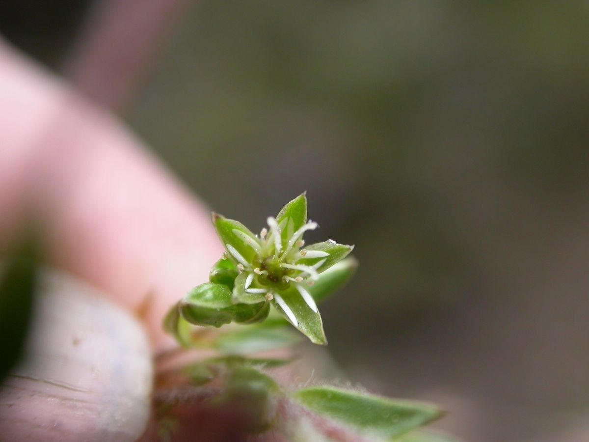 Stellaria decumbens — search result for 'Stellaria'