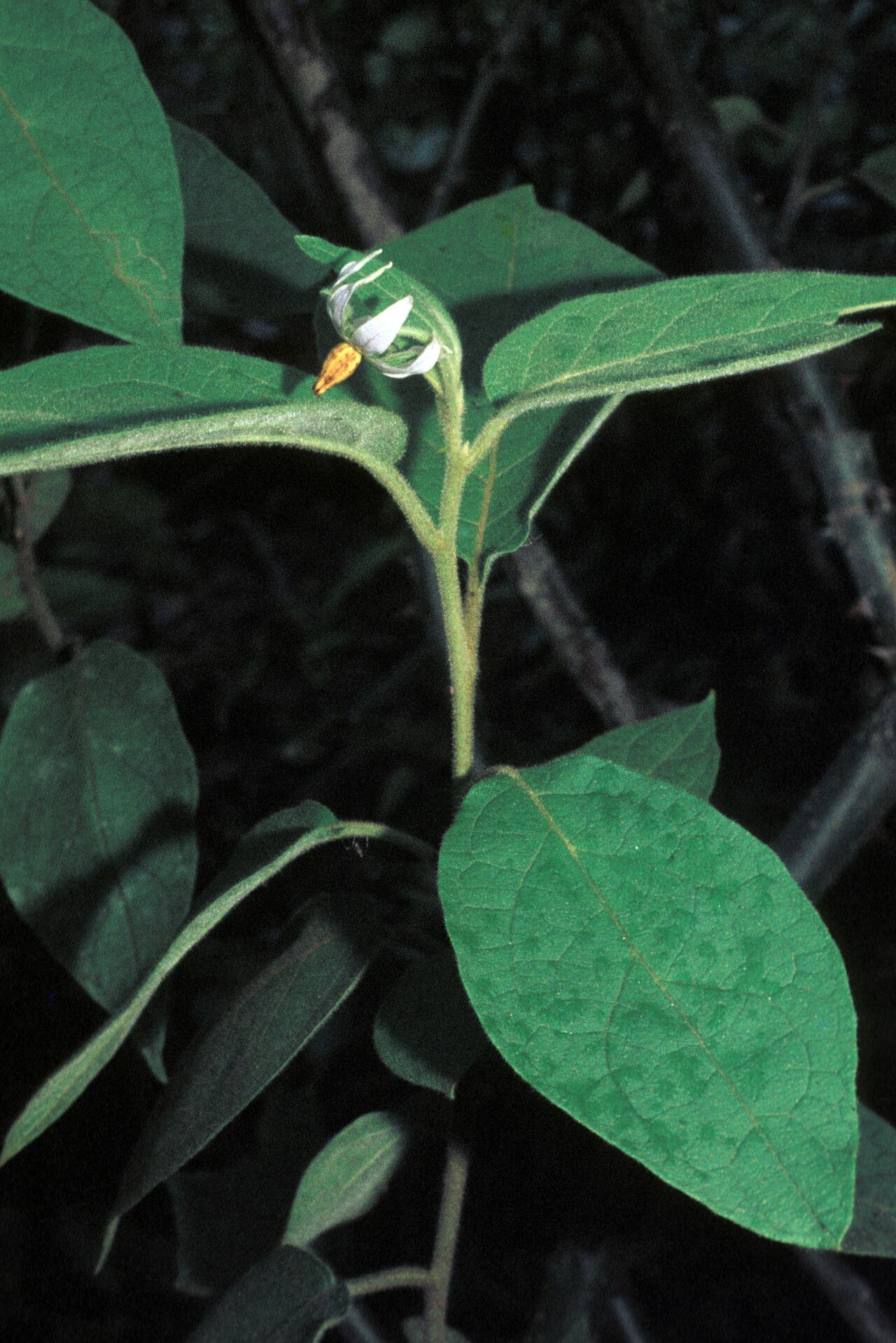 Solanum velutinum habit