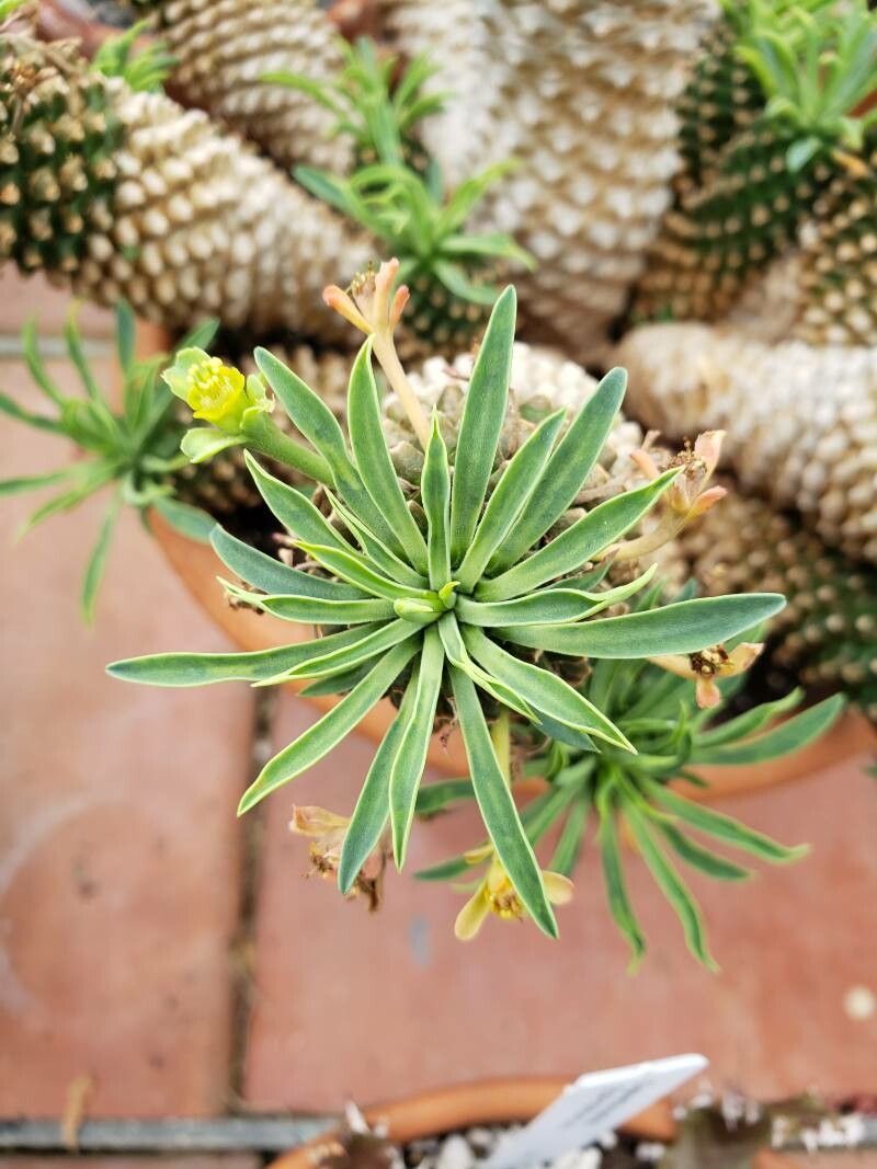 Euphorbia braunsii — houseplant care guide