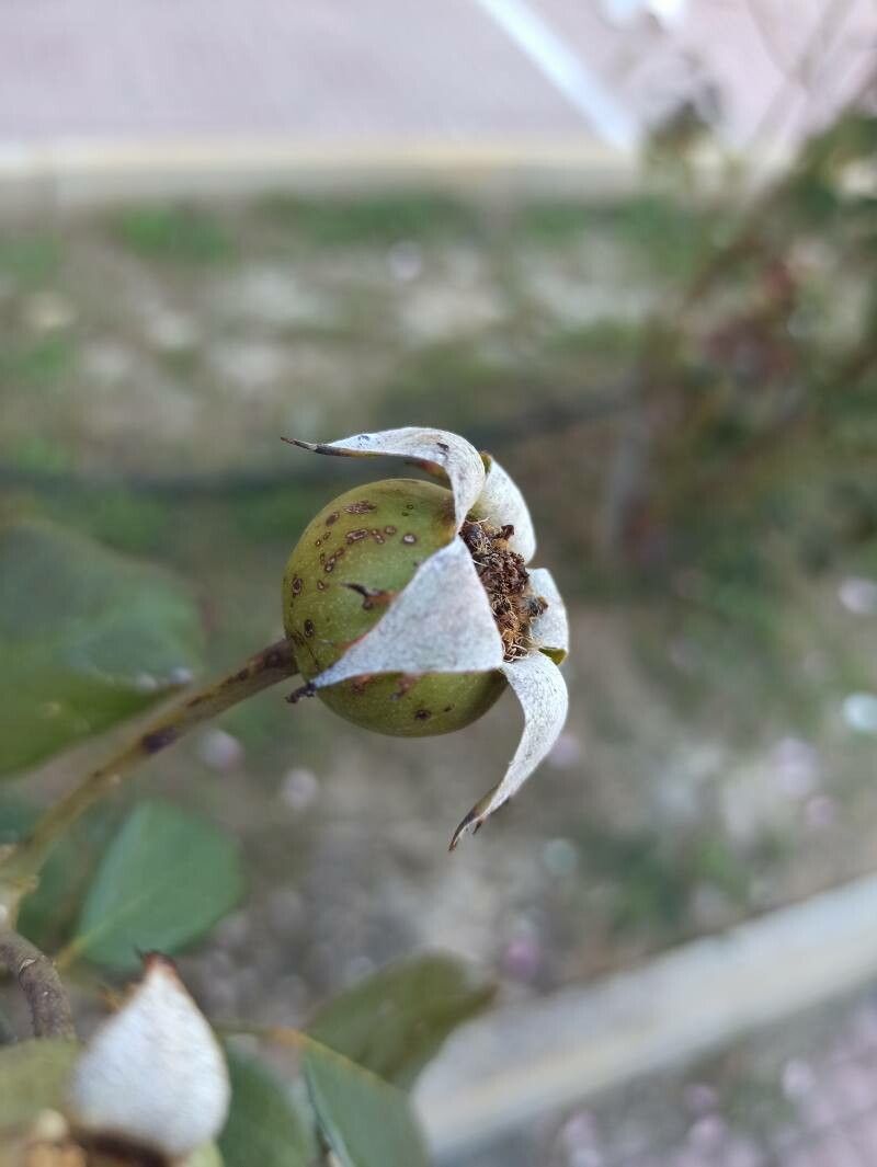 Rosa x damascena fruit