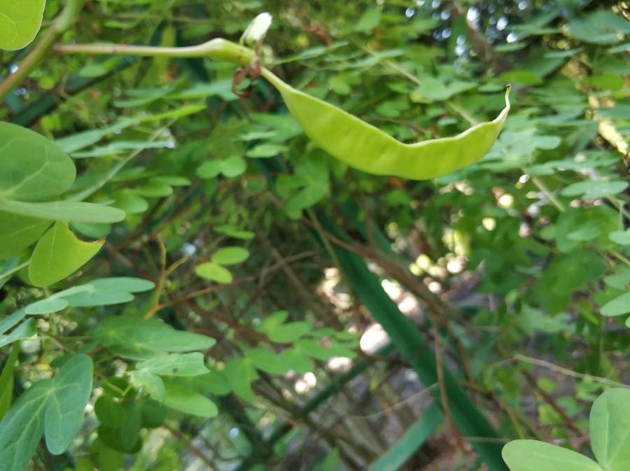 Phanera yunnanensis fruit