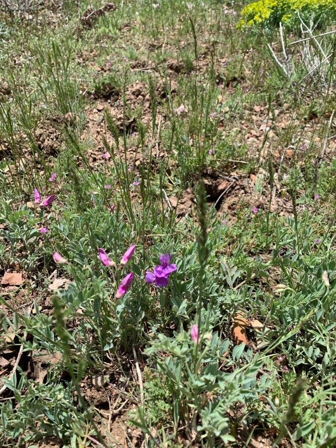 Lathyrus brachycalyx — search result for 'Lathyrus'
