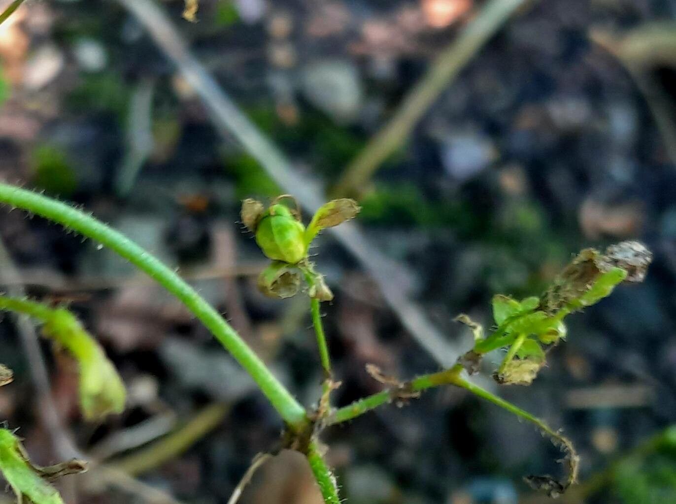Schizanthus pinnatus fruit