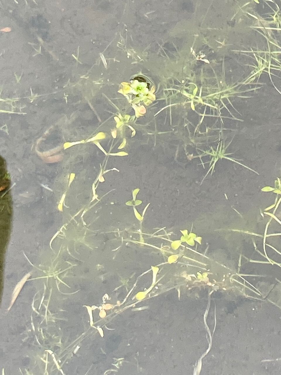 Callitriche nubigena leaf