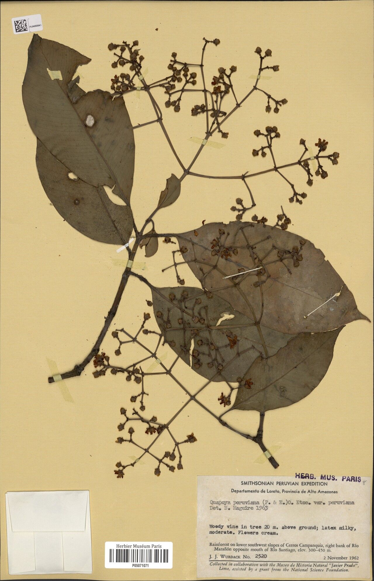 Clusia hammeliana leaf