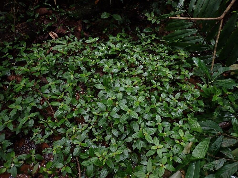 Tristemma leiocalyx — related species from the same genus