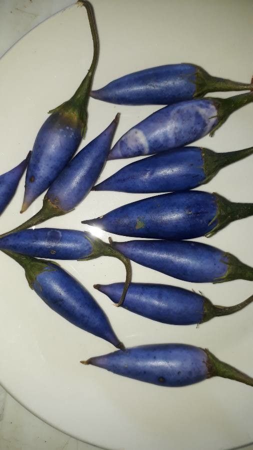 Lycianthes acapulcensis — related species from the same genus