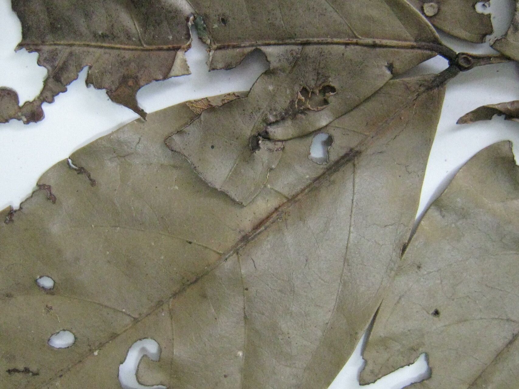 Inga paraensis other