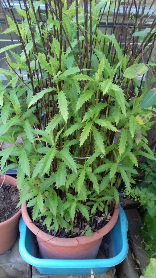 Dendrocnide latifolia