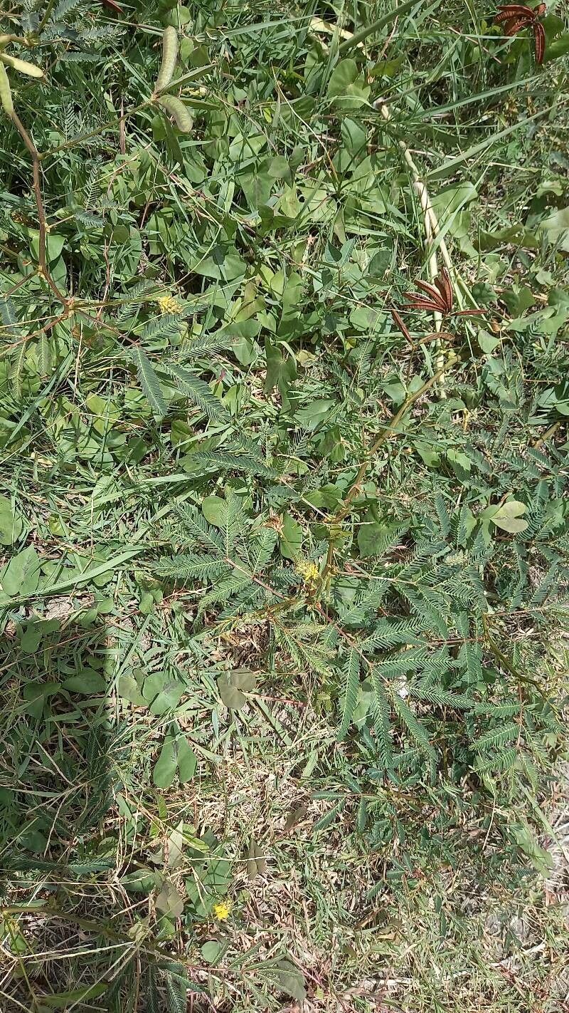 Neptunia plena fruit