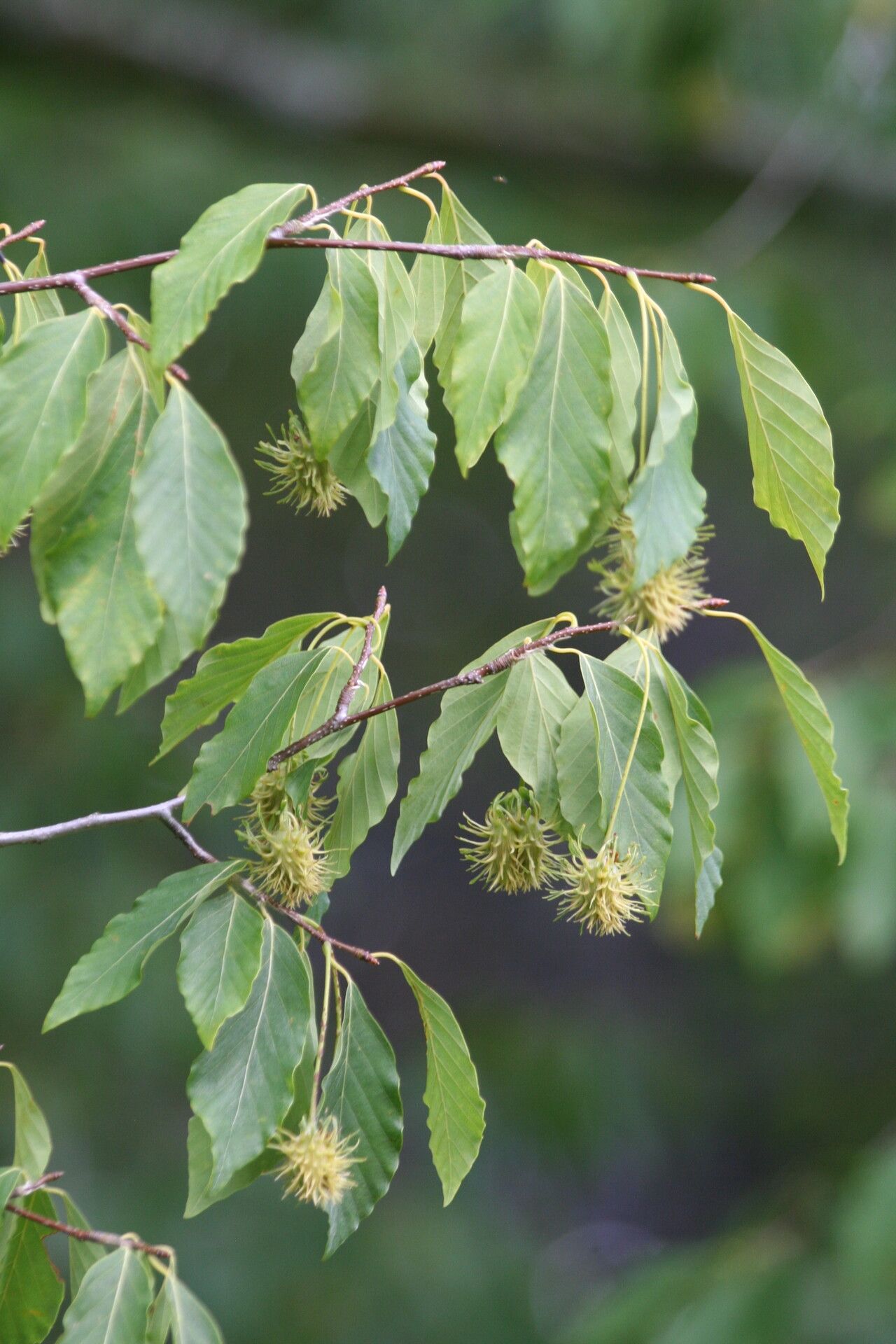 Fagus engleriana flower