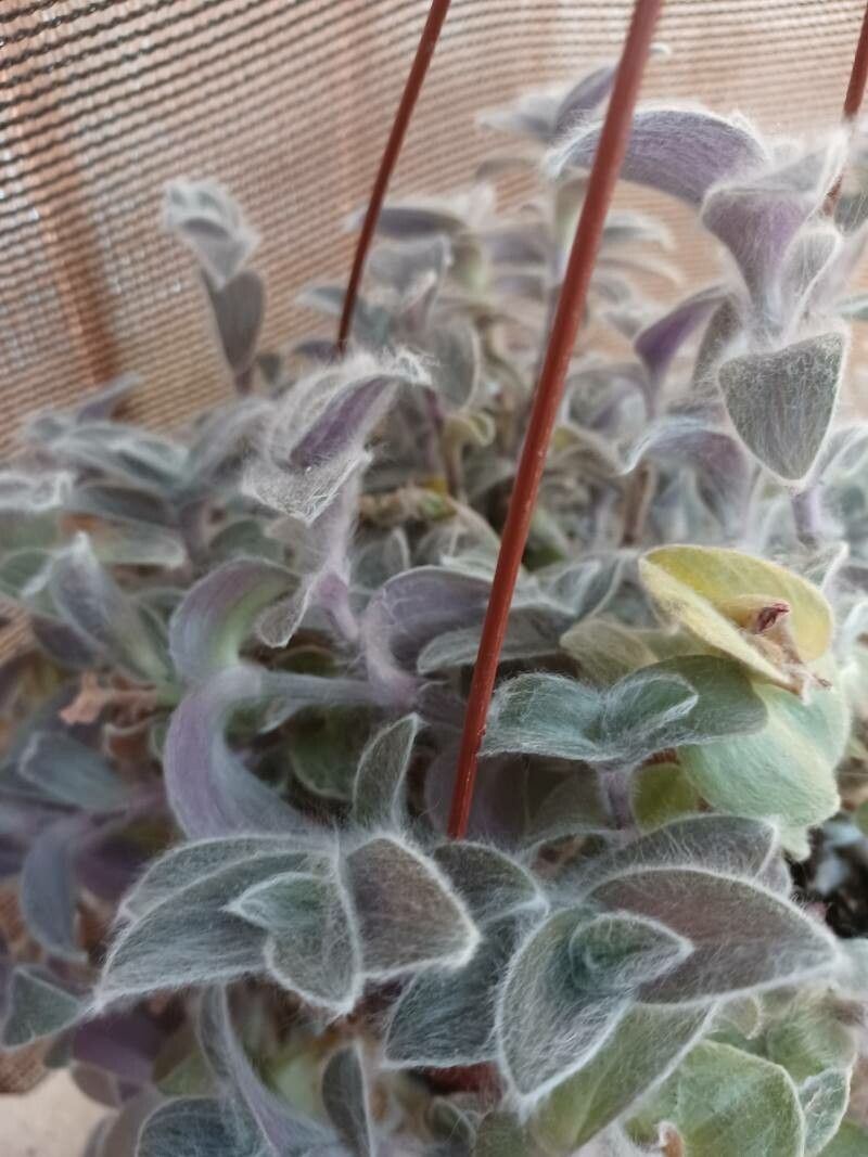 Tradescantia crassifolia leaf