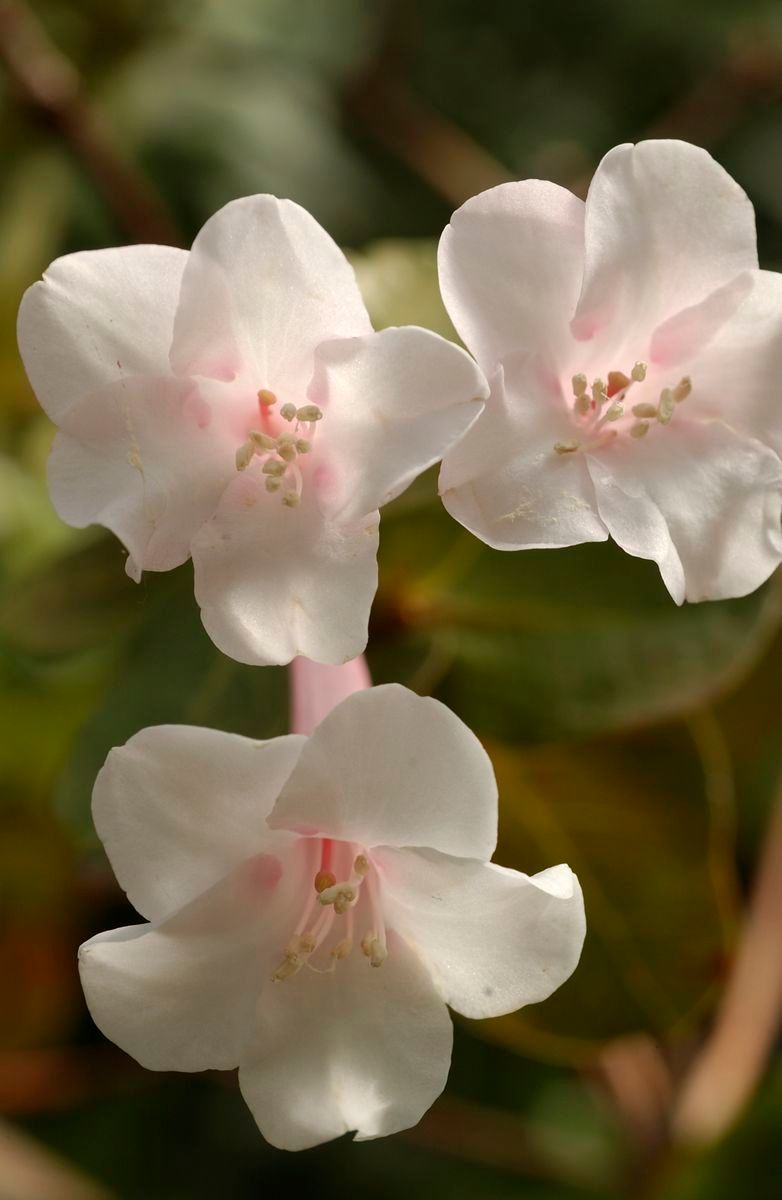 Rhododendron solitarium flower