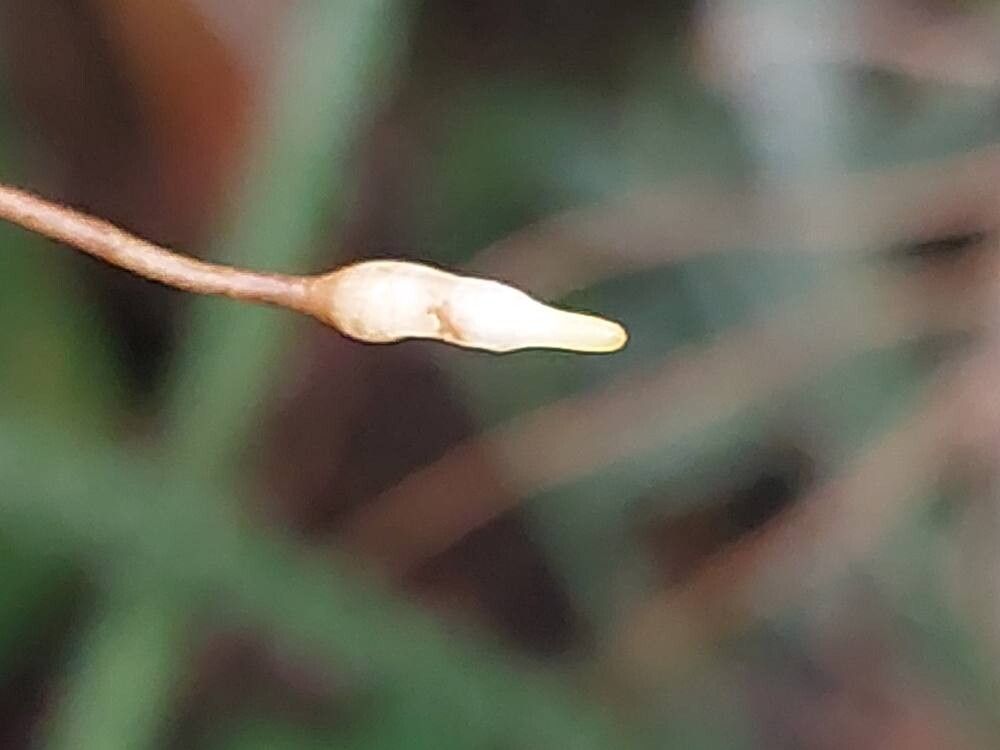 Selenicereus vagans leaf