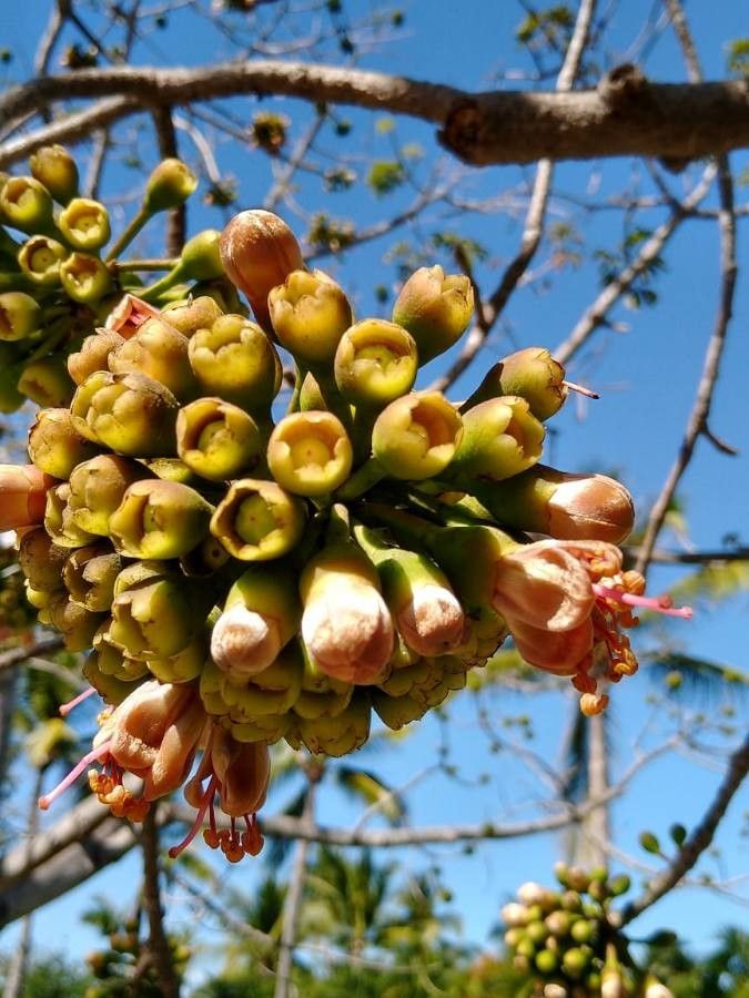 Ceiba pentandra flower