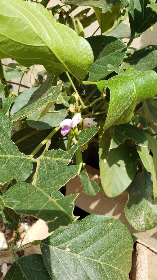 Canavalia ensiformis leaf