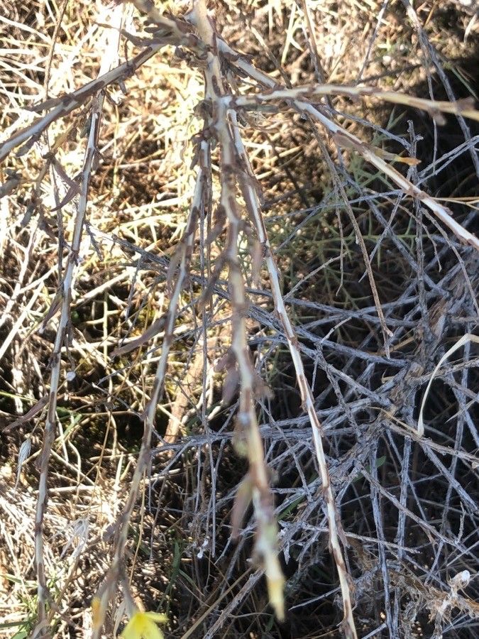 Lactuca saligna leaf