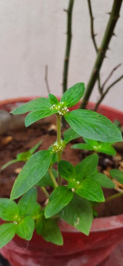 Mitracarpus hirtus — houseplant care guide