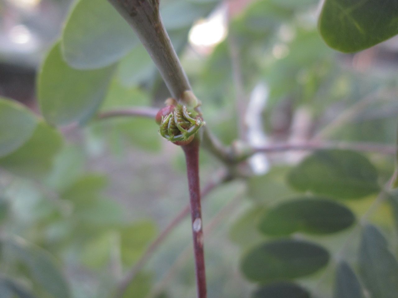 Caesalpinia mexicana leaf
