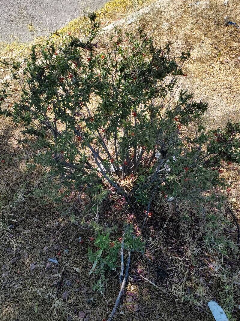 Anisacanthus thurberi flower