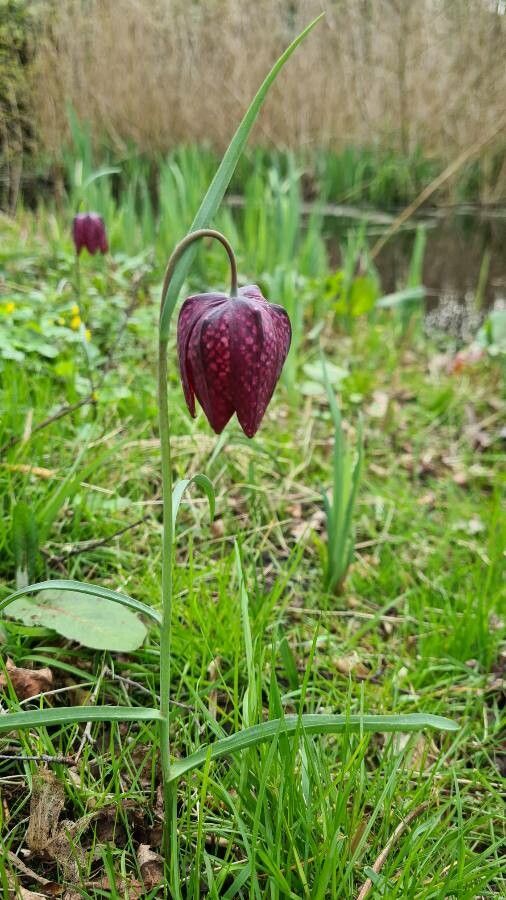 Fritillaria meleagris flower