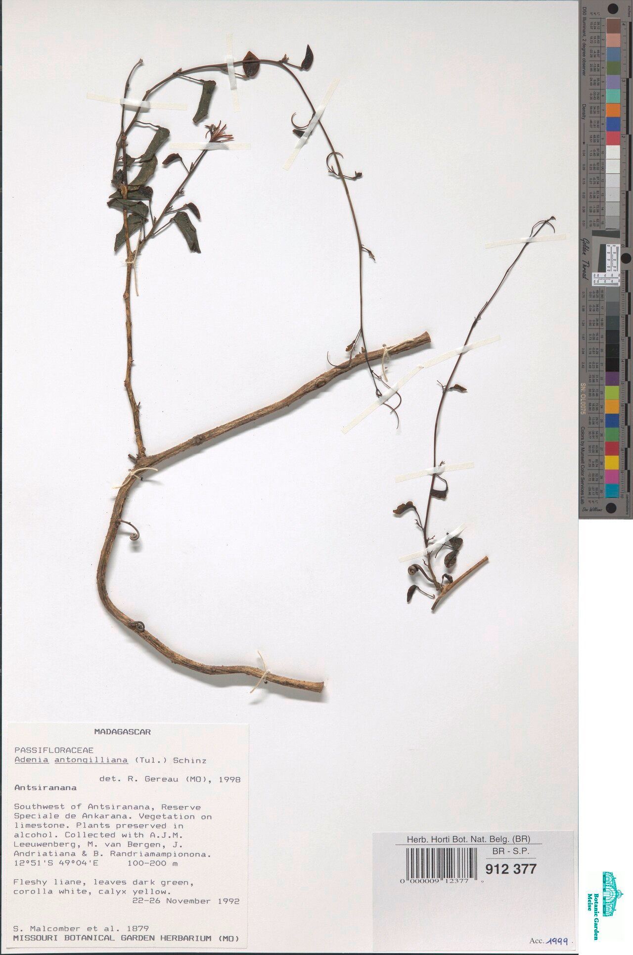 Adenia antongilliana — related species from the same genus