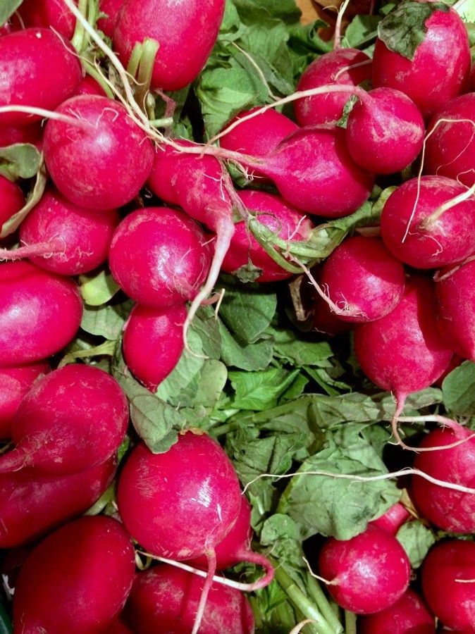 Raphanus sativus fruit