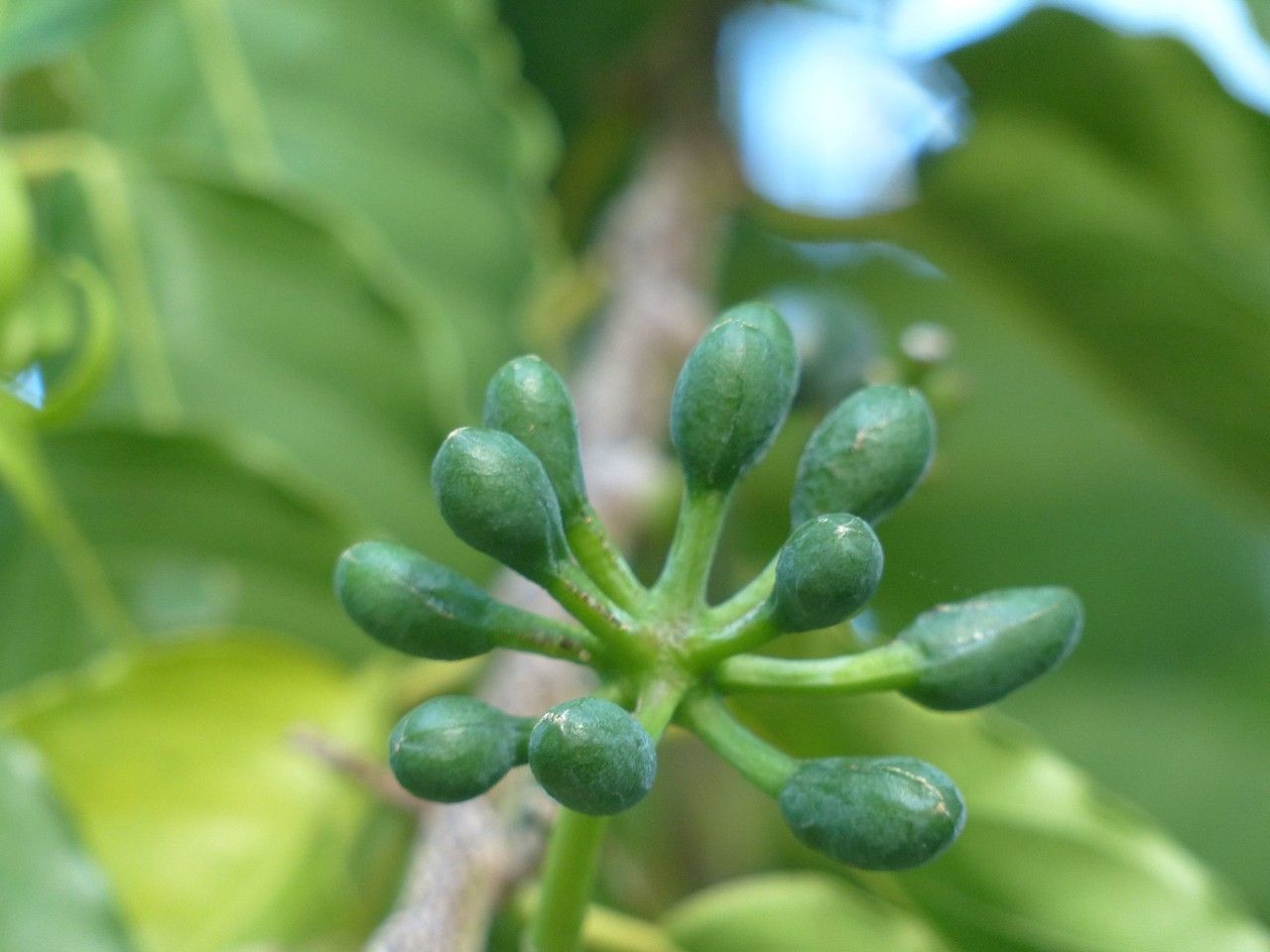 Cananga odorata fruit