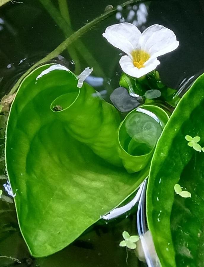 Ottelia alismoides flower