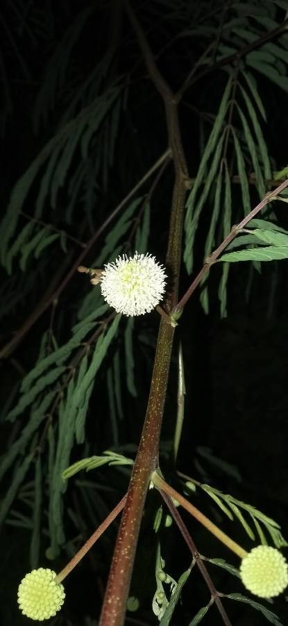 Acacia berlandieri flower