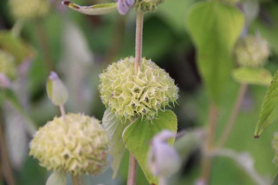 Phlomis fruticosa fruit