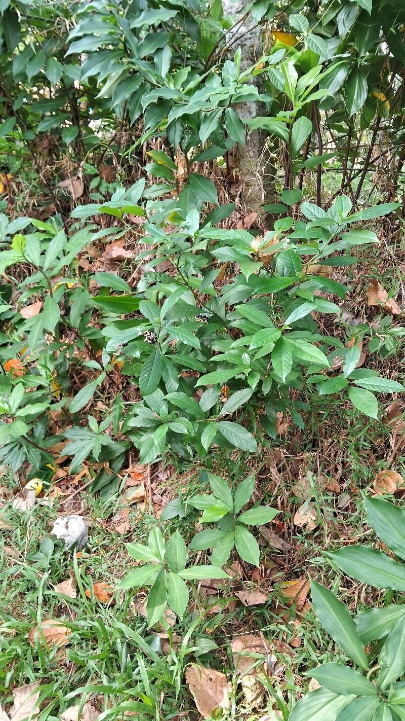 Chassalia curviflora habit