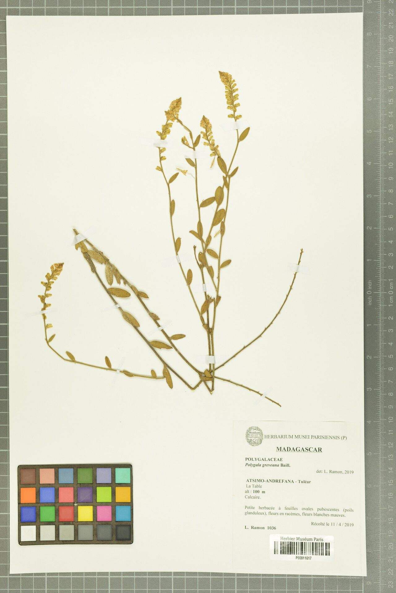 Polygala greveana — search result for 'Polygala'