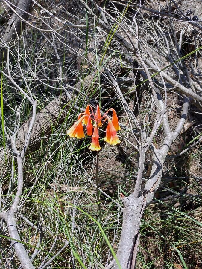 Blandfordia nobilis habit