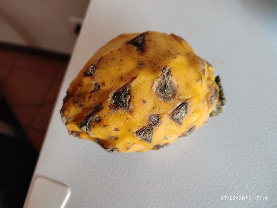 Hylocereus megalanthus fruit