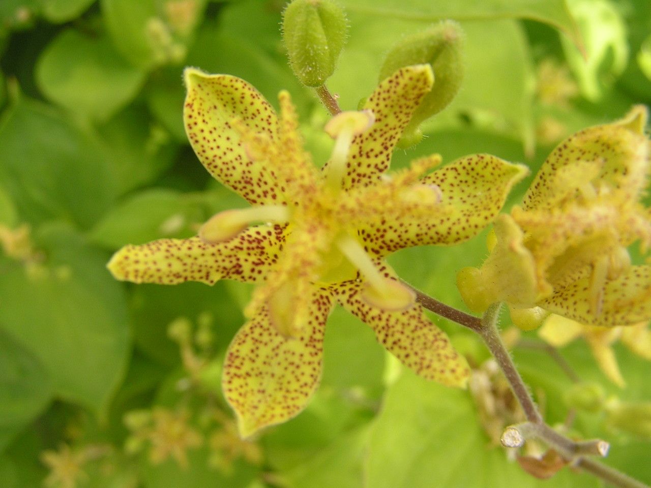 Tricyrtis latifolia