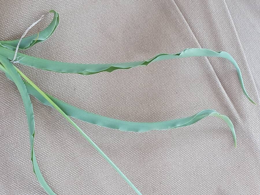 Chlorophytum silvaticum leaf